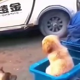 YI 